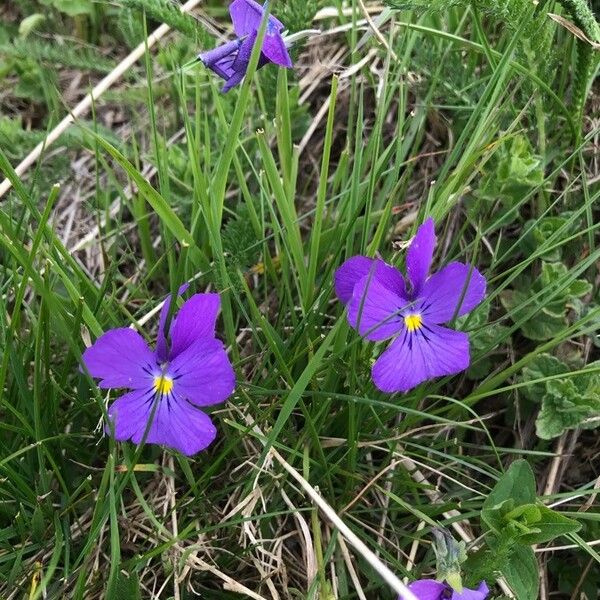 Viola lutea Kwiat