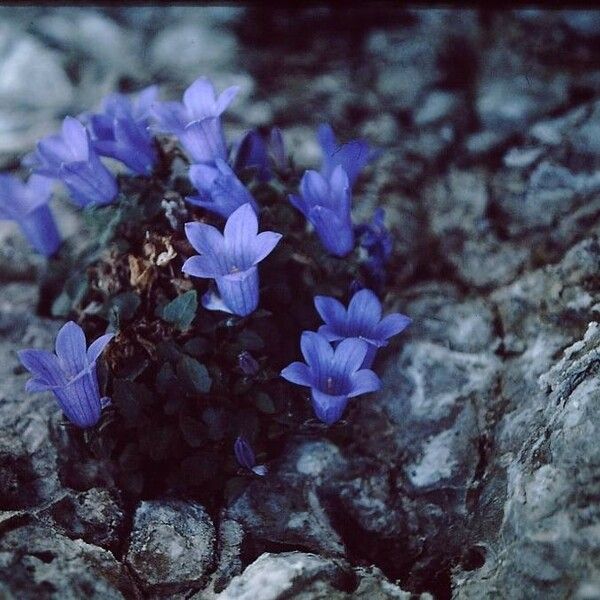 Campanula morettiana 花