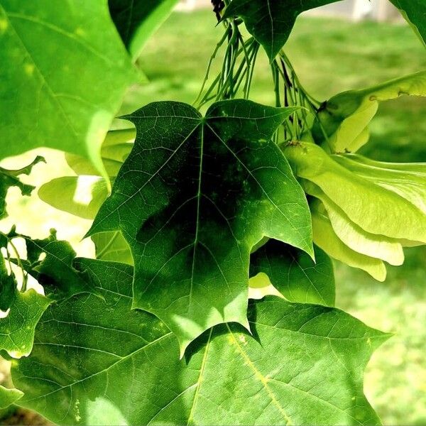 Acer saccharum Fruit