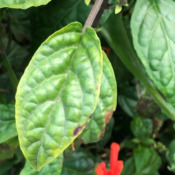 Scutellaria costaricana List