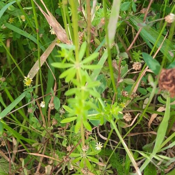 Galium pumilum Foglia