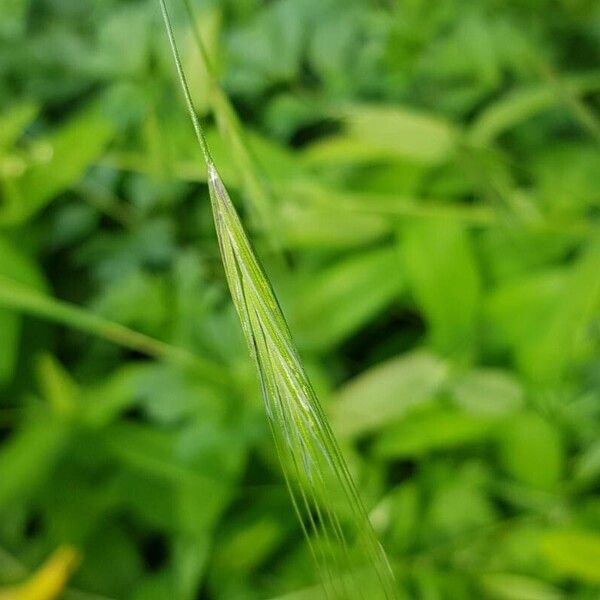 Bromus sterilis Fruit