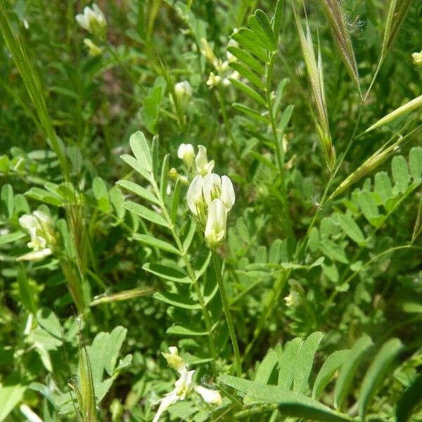 Astragalus hamosus अन्य