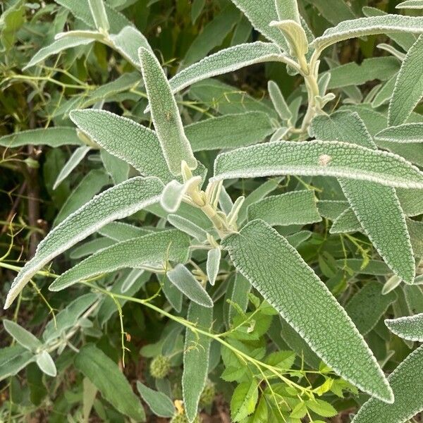 Phlomis purpurea Hoja