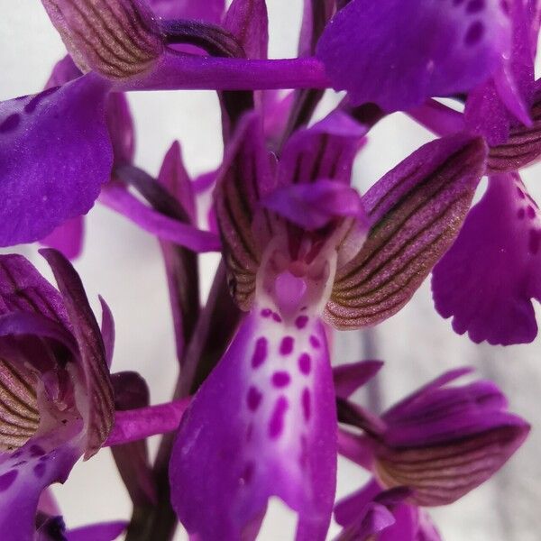 Anacamptis morio 花