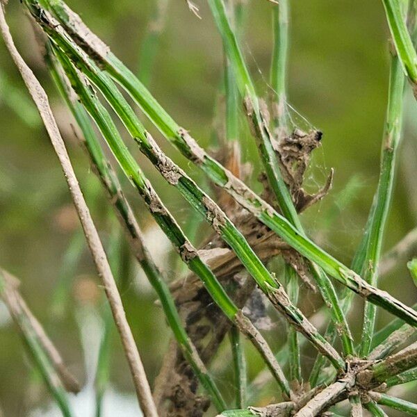 Equisetum palustre Folha