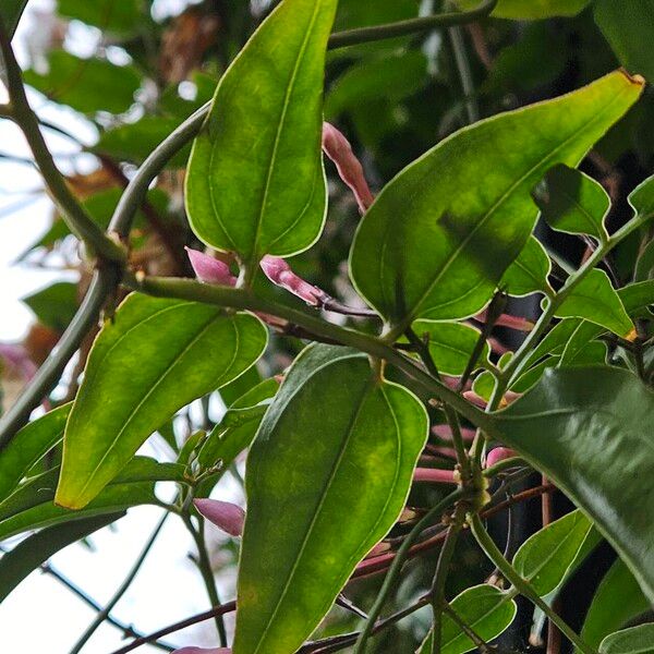 Jasminum polyanthum Ліст