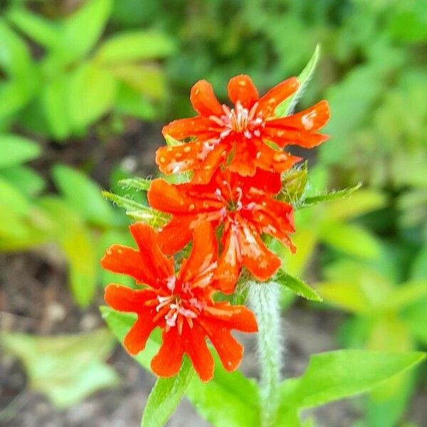 Silene chalcedonica Λουλούδι