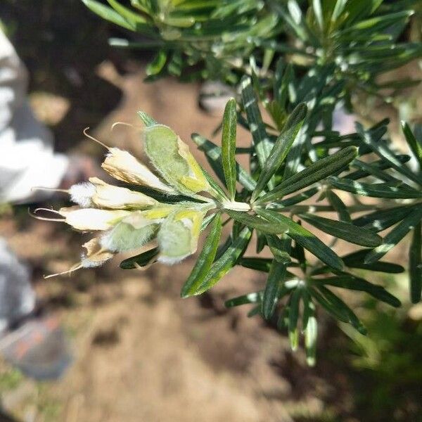 Genista linifolia Fruit