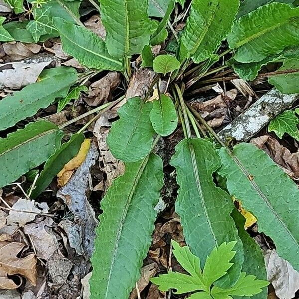 Rumex obtusifolius Folla