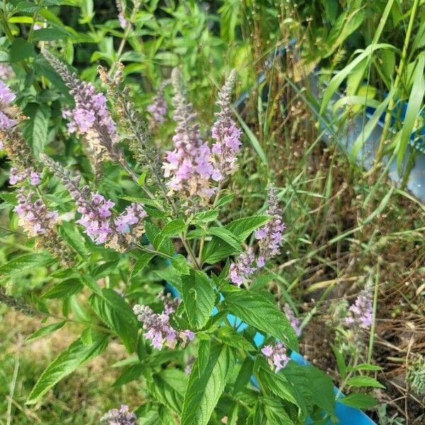 Teucrium canadense Květ