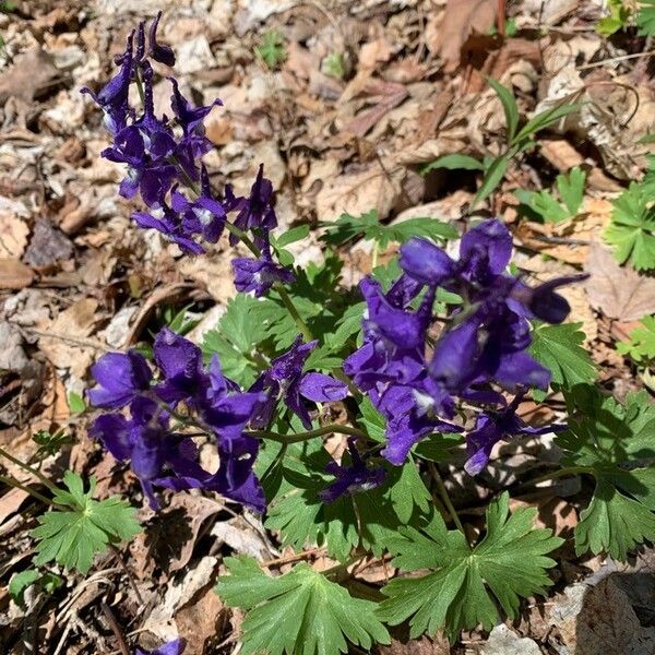 Delphinium tricorne Lorea