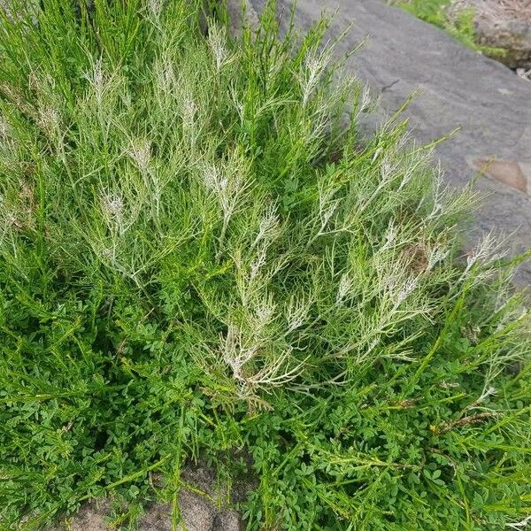 Artemisia abrotanum Hostoa