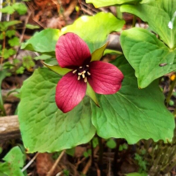 Trillium erectum Цвят