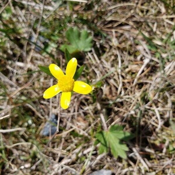 Ranunculus occidentalis Цвят