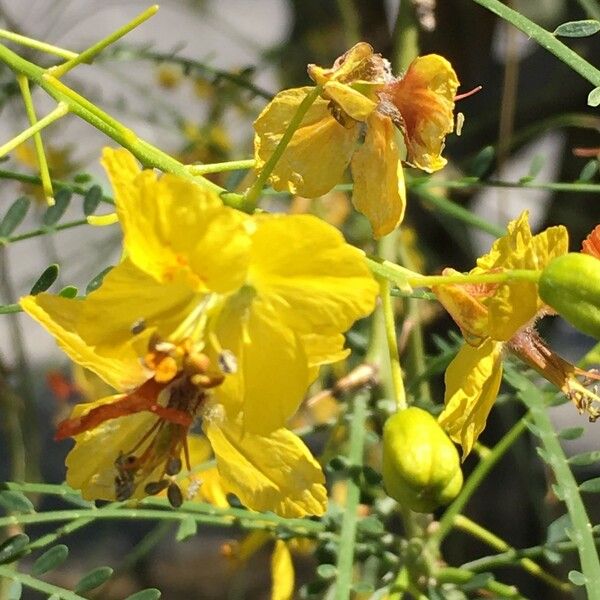 Parkinsonia aculeata Arall