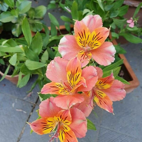 Alstroemeria ligtu Kvet