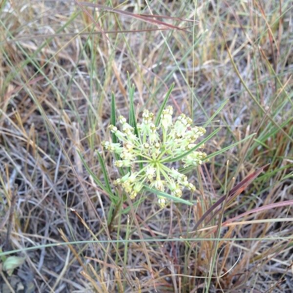 Asclepias longifolia Õis