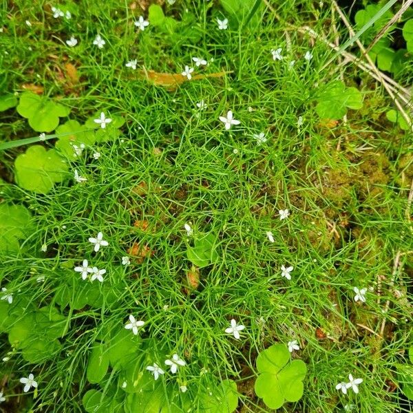 Moehringia muscosa 整株植物