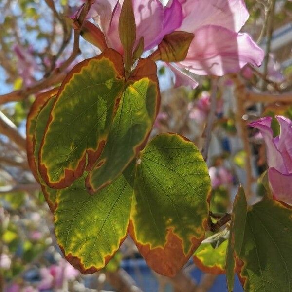 Bauhinia variegata Feuille