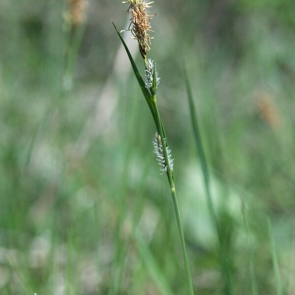 Carex lasiocarpa Blomst