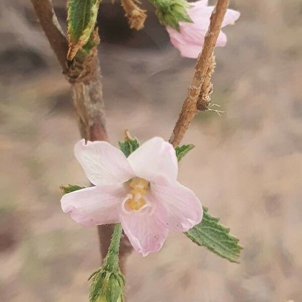 Hibiscus micranthus Цвят