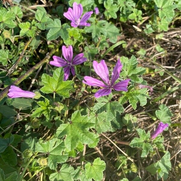 Malva setigera 花