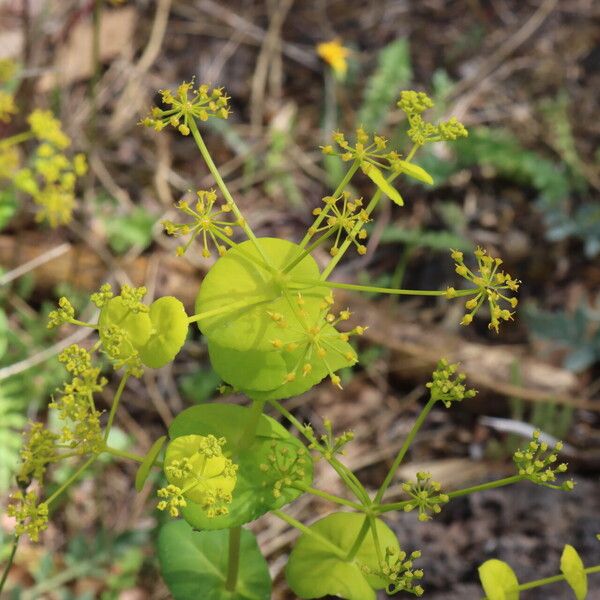 Smyrnium perfoliatum Flor