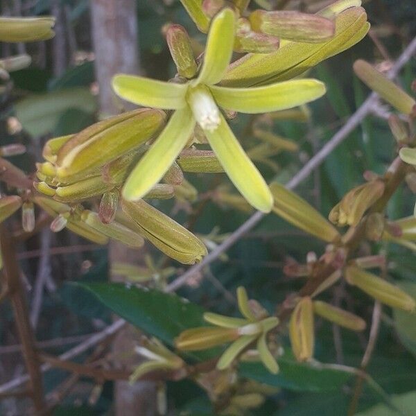 Homalolepis cedron Fleur