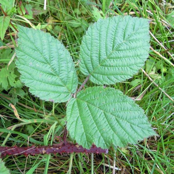 Rubus coombensis
