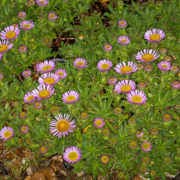 Erigeron glaucus Deilen