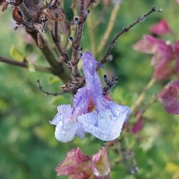 Salvia chamelaeagnea Flower