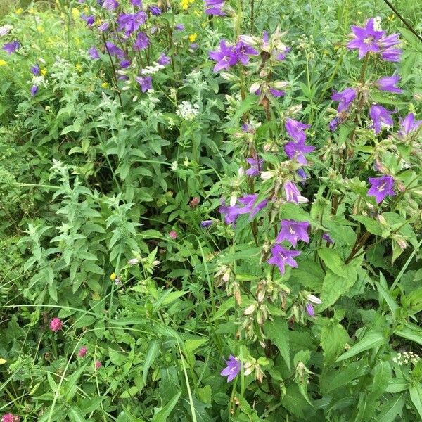 Campanula trachelium Flower