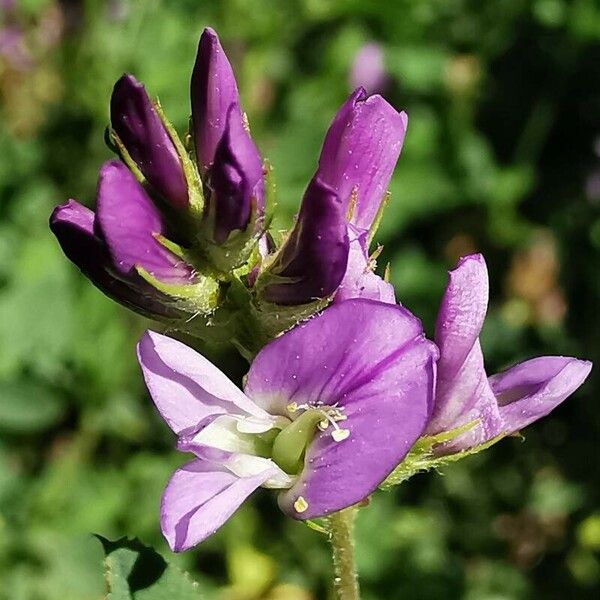 Medicago sativa Blüte