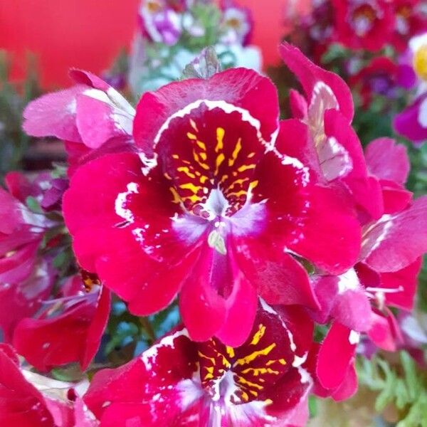 Schizanthus pinnatus Õis