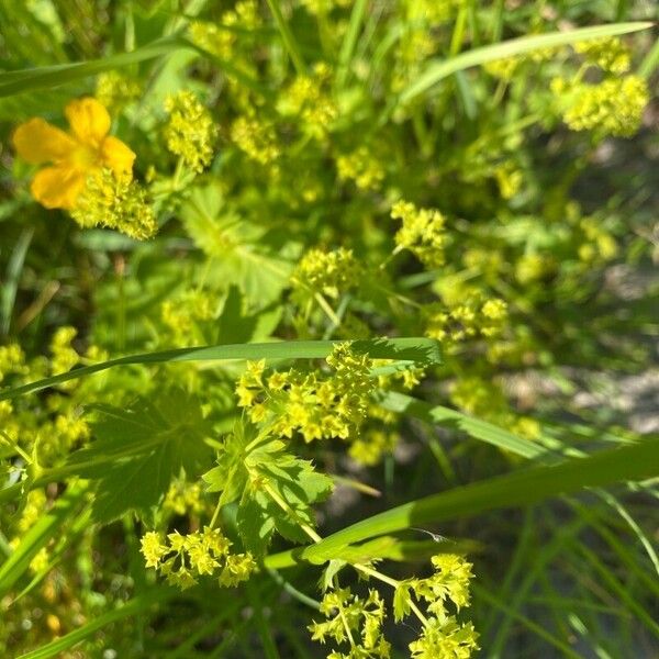 Alchemilla monticola 花