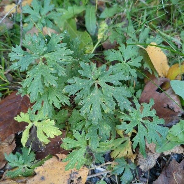 Geranium carolinianum Hoja