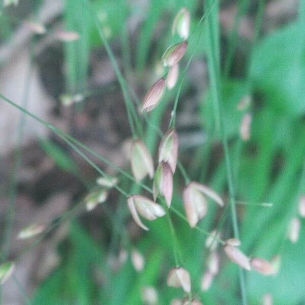 Melica uniflora Flower