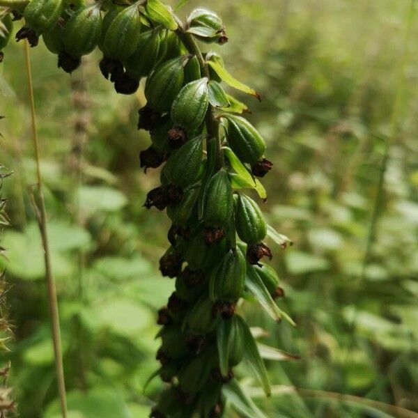 Epipactis helleborine Flower