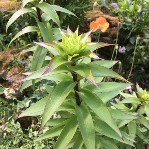 Lilium henryi Foglia