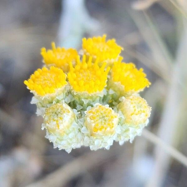 Helichrysum leucocephalum फूल
