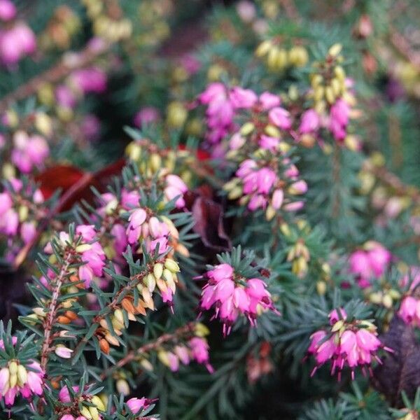 Erica carnea Habit