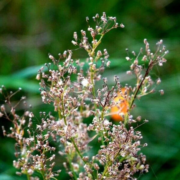 Erigeron canadensis Blad