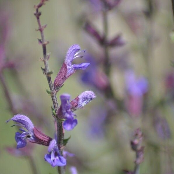 Salvia virgata പുഷ്പം