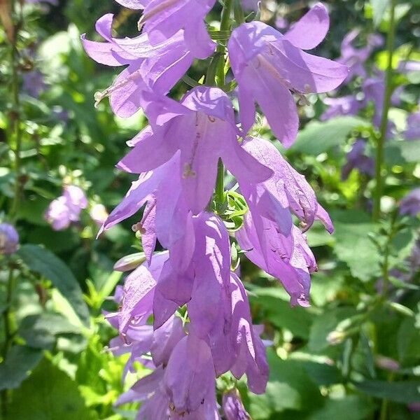 Campanula latifolia Flor