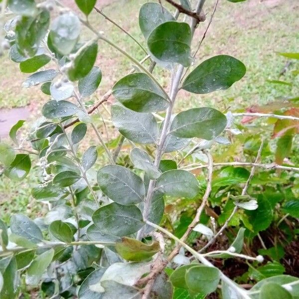 Acacia podalyriifolia 葉