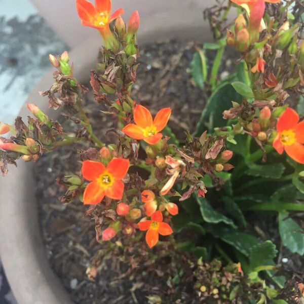 Kalanchoe blossfeldiana ফুল