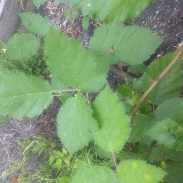 Rubus imbricatus Leaf