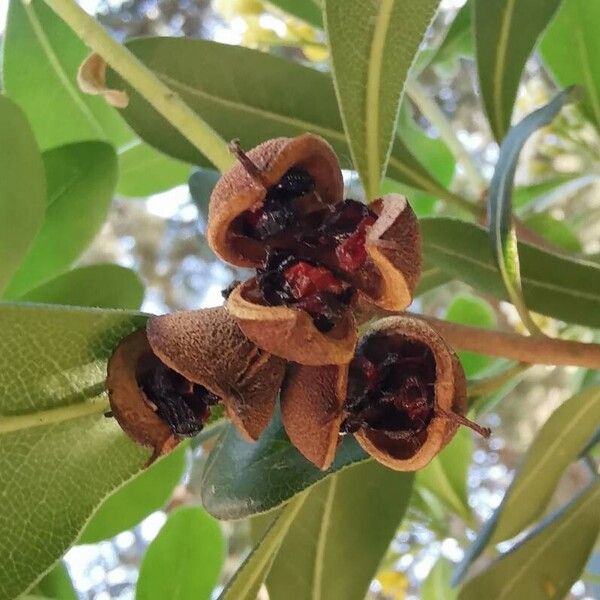 Pittosporum tobira Ffrwyth