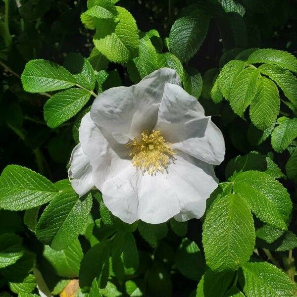 Rosa rugosa Kwiat